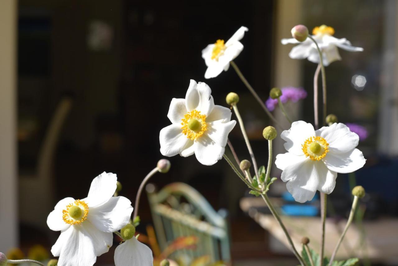 Daisybank Cottage Boutique Bed And Breakfast ブロッケンハースト エクステリア 写真
